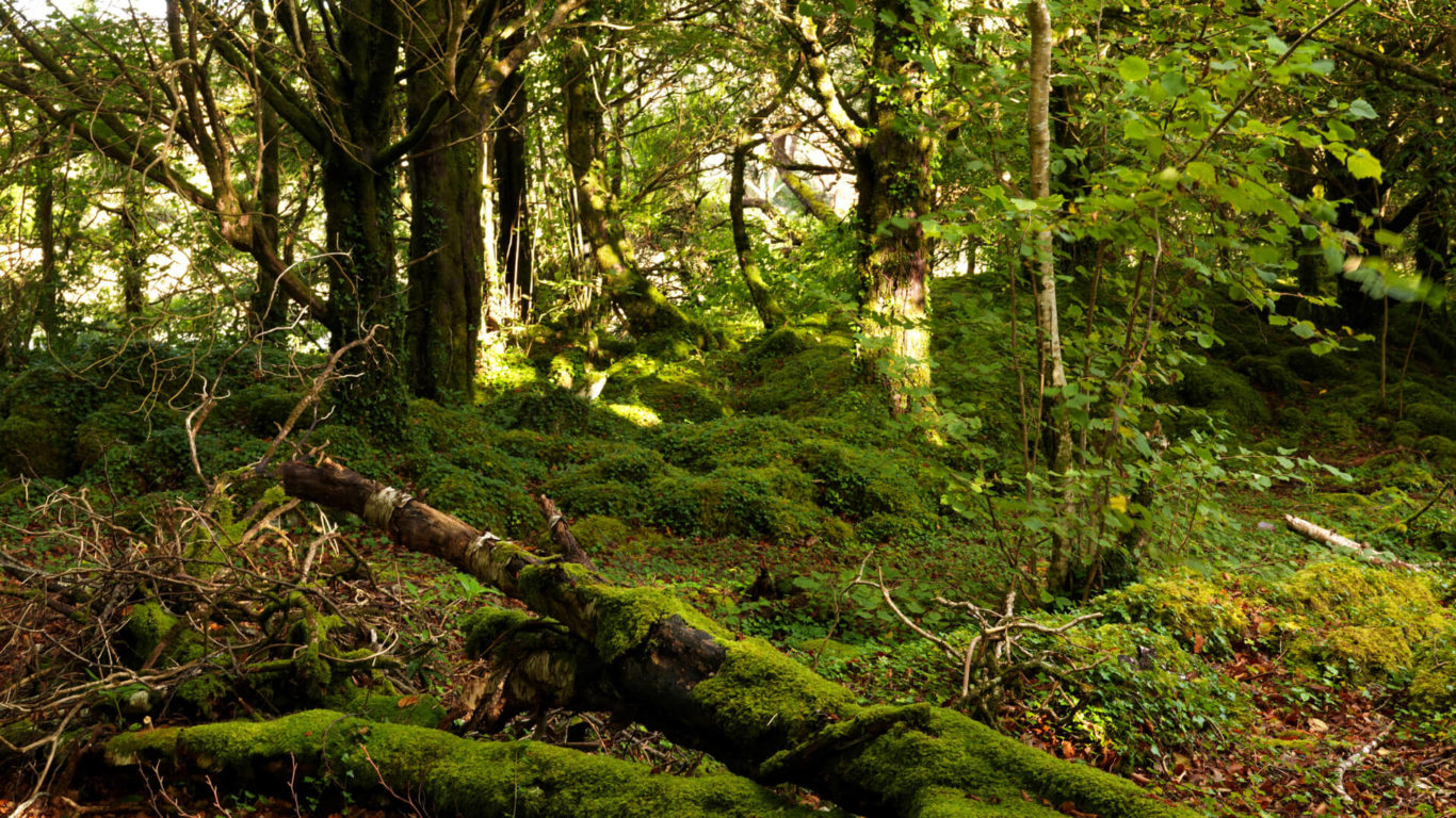 Forests Trails Kerry | Explore Kerry | The Ashe Hotel Tralee